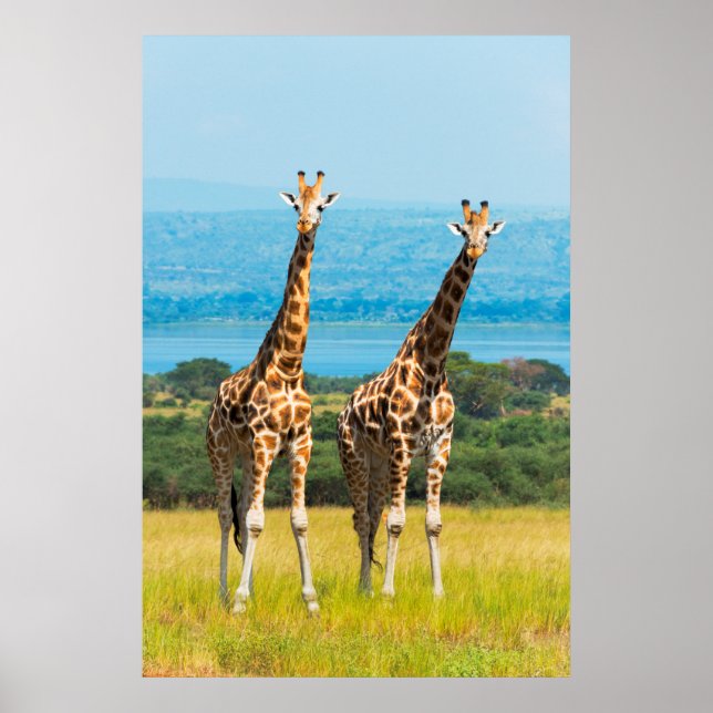 Poster Giraffes sur la Savanna, Ouganda (Devant)