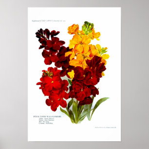 Poster Giroflées
