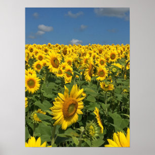 Poster Gisement de tournesol