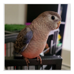 Poster glacé Bourkes Parakeet