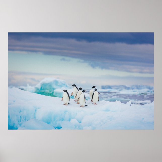 Poster Glace et neige | Adelie Penguins Antarctique (Devant)