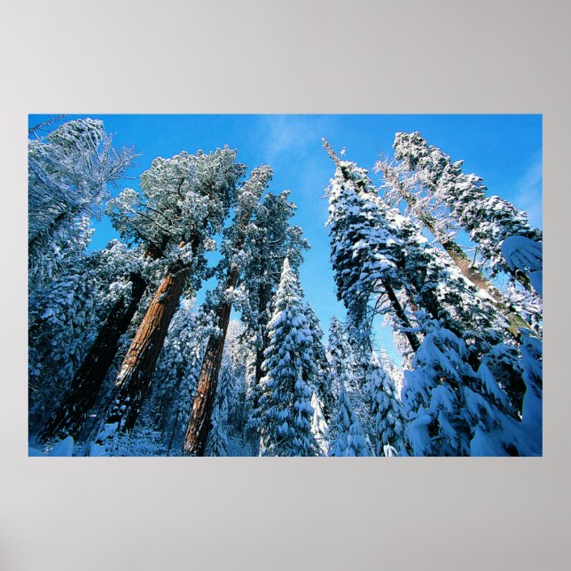 Poster Glace et neige | Parc national de Sequoia, Califor (Devant)
