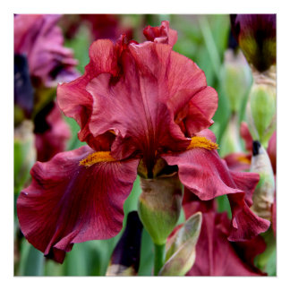 Poster glacé Fleur Iris Bourgogne