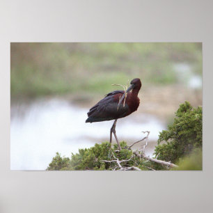 Poster glacé Ibis
