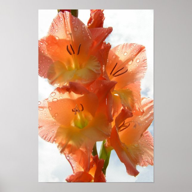 Poster Gladiolas (Devant)