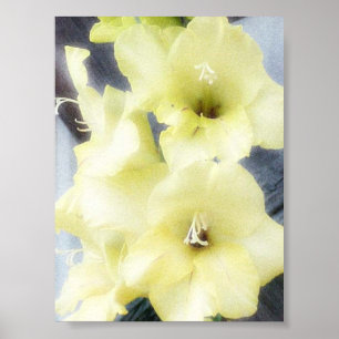 Poster Gladiolas jaunes doux