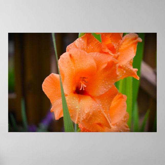 Poster Gladioli, (Devant)