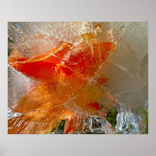 Poster Gladioli dans la glace, (Devant)