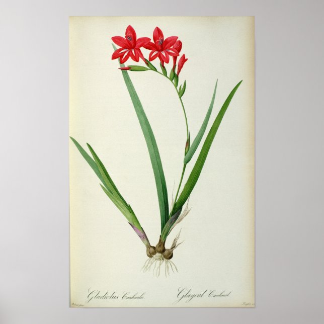 Poster Gladiolus Cardinalis, de "Les Liliacées", 1805 (Devant)