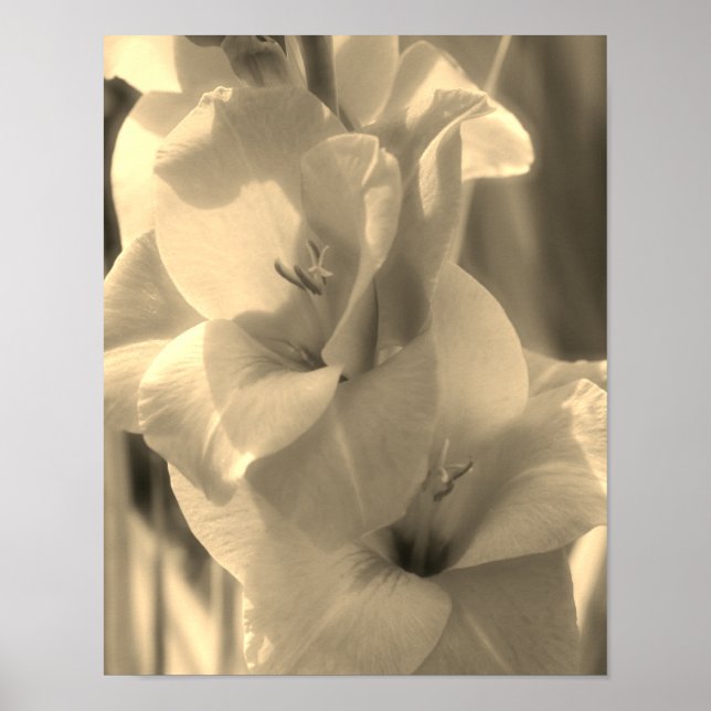 Poster Gladiolus Fleur Sepia Tint Close (Devant)