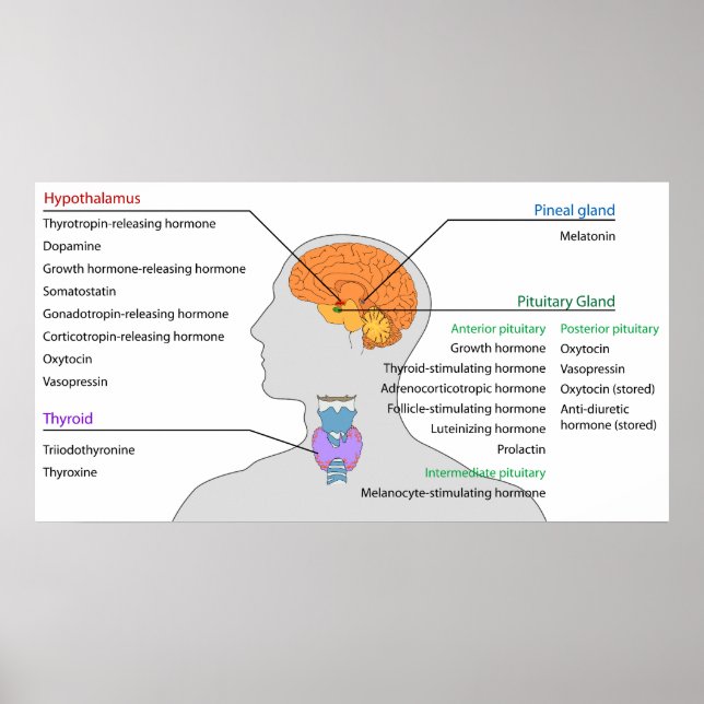 Poster Glande endocrinienne et Hormones de la tête et du  (Devant)