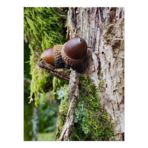 Poster Glands tombés sur l'arbre