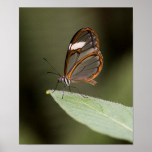 Poster Glasswinged butterfly on a leaf
