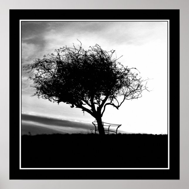 Poster Glastonbury Hawthorn. Arbre. Noir et Blanc. (Devant)
