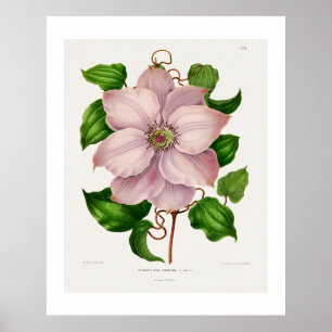 Poster Glematis Hyb. Sieboldia planches chromolithographi