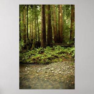 Poster Glen de la forêt de sébois