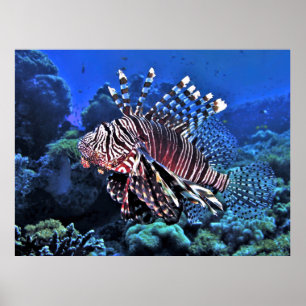 Poster Glorieux Lion-fish