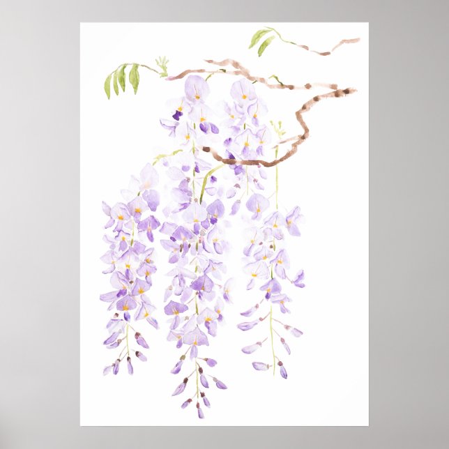 Poster glycine en fleur (Devant)