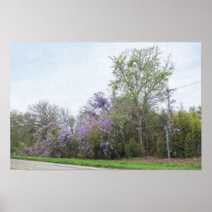 Poster Glycine en fleurs le long d'une route du Texas