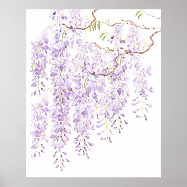 Poster glycine en floraison 2023 (Devant)
