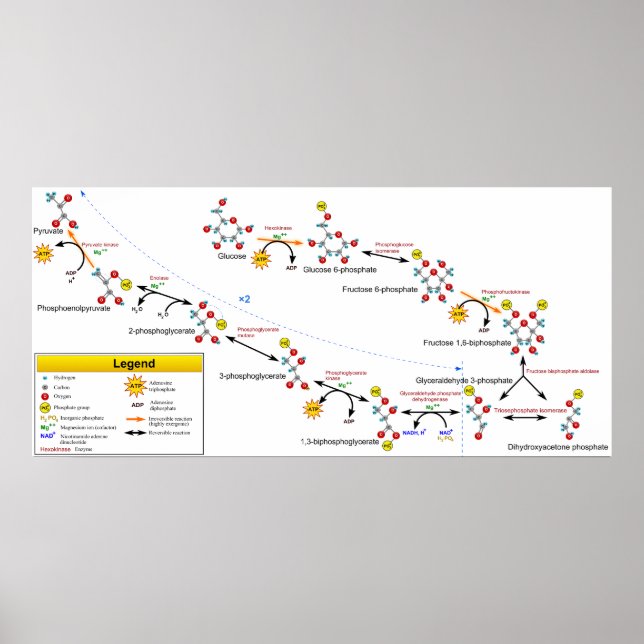 Poster Glycolyse Métabolisme Aperçu de la voie Diagramme (Devant)