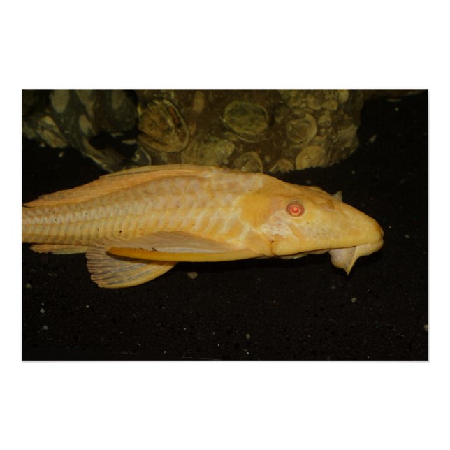 Poster Glyptoperichthys gibbiceps (Devant)