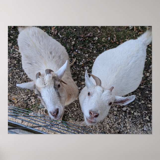Poster Goat Bros (Devant)