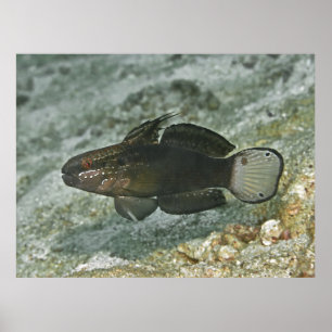 Poster Goby à barreaux Brown