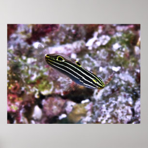 Poster Goby de Hector