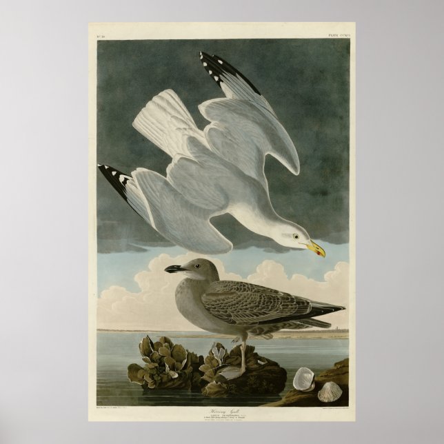 Poster Goéland argenté des oiseaux américains de John Aud (Devant)