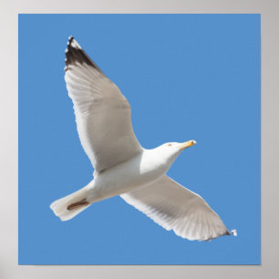 Poster Goéland volant