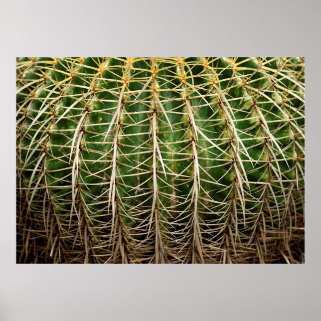 Poster Golden Barrel Cactus (Devant)