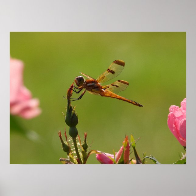 Poster Golden Dragonfly (Devant)