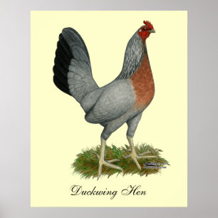 Poster Golden Duckwing Hen