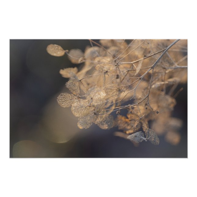 Poster Golden Hydrangea Flowers hiver (Devant)
