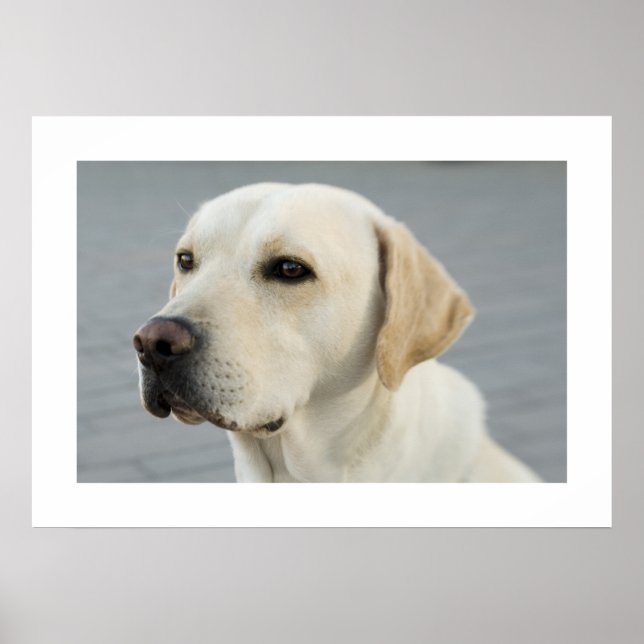 Poster Golden Labrador (Devant)