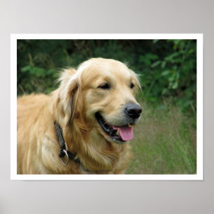 Poster Golden Retriever