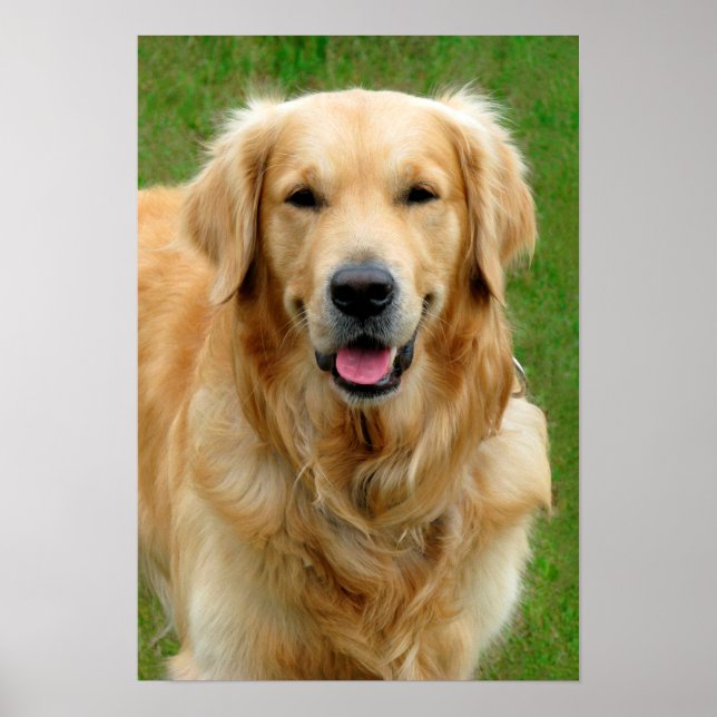 Poster Golden Retriever (Devant)