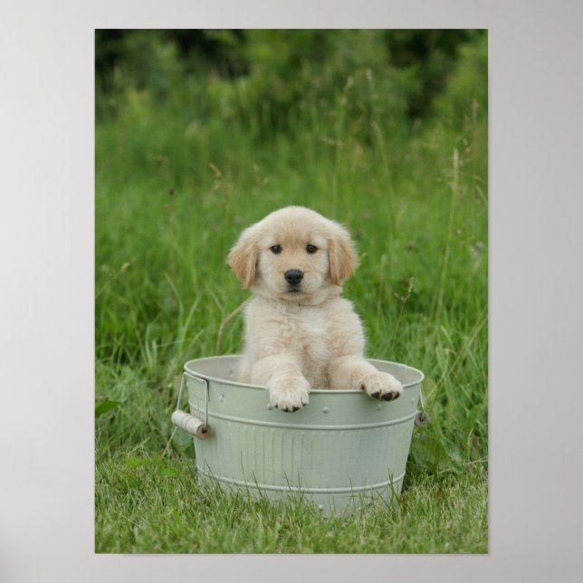 Poster Golden Retriever (Devant)