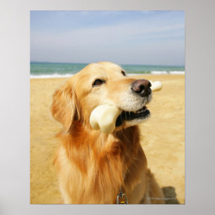 Poster Golden Retriever