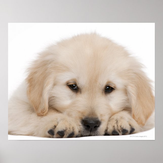 Poster Golden retriever (Devant)
