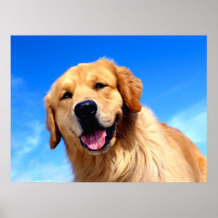 Poster Golden Retriever