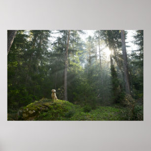 Poster Golden Retriever Chien   Pine Woodland