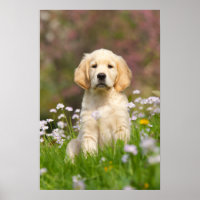 Golden Retriever chiot un Goldie mignon