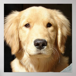 Poster Golden Retriever Closeup