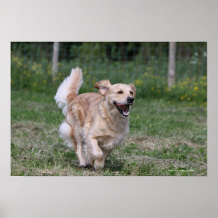 Poster Golden retriever courant 1