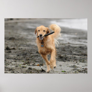 Poster Golden Retriever courant avec un bâton dans la bou