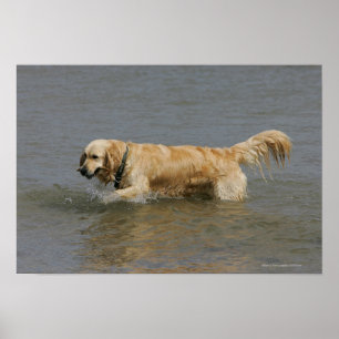 Poster Golden Retriever dans l'eau