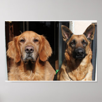 Poster Golden Retriever et German Shepherd