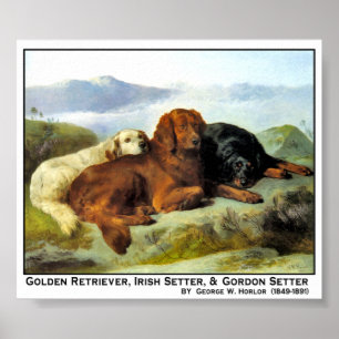 Poster Golden Retriever, Irish Setter & Gordon Setter